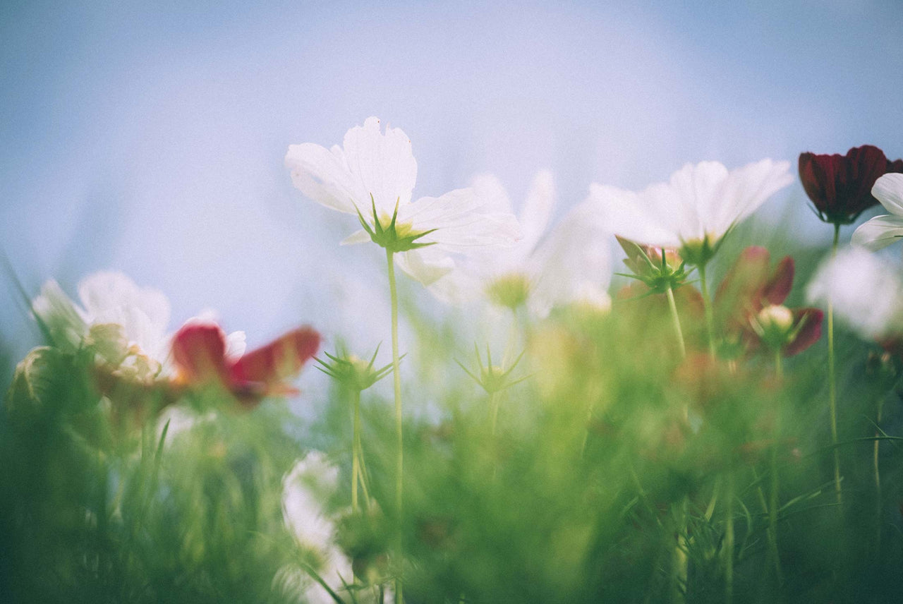 Spring Is The Time for Macro Photography!