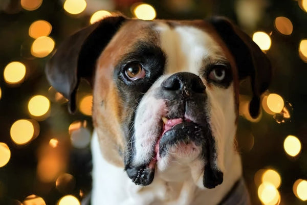 Holiday Light Portraits Made Easy