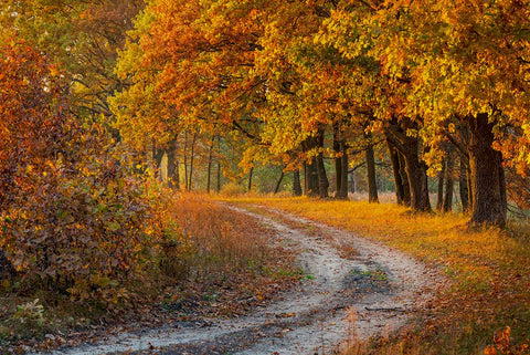 golden oaks along a sweet dirt road