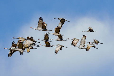 5 Tips for Better Wildlife Photography