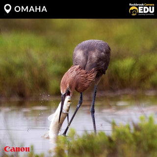 OMAHA: Canon Birding Workshop