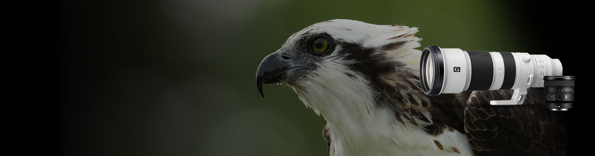 New Sony 400-800mm lens and 16mm F1.8 lens with hawk in the background