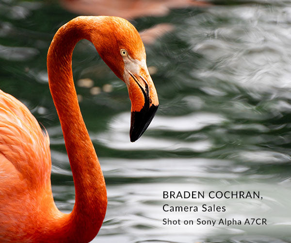 flamingo by water by Braden Cochran